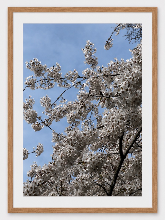 Cherry Blossom — fine art photography print by Giulianna Boscardin