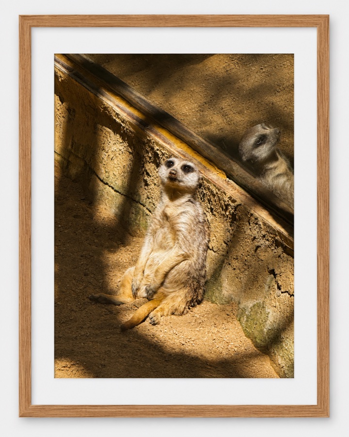 Meerkat — fine art photography print by Giulianna Boscardin